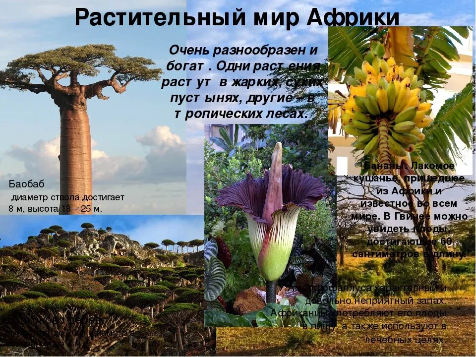 Какое растение является эндемичным для южной америки