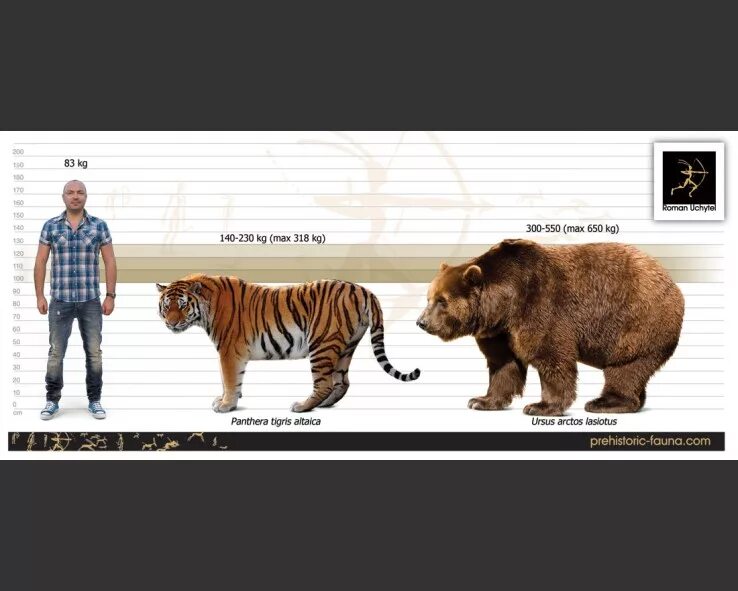 Амурский тигр и бурый медведь. Размер тигра и человека. Тигр Размеры. Сравнение размеров тигров.