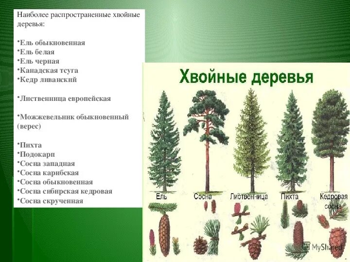 Хвойные деревья названия. Хвойные и лиственные деревья названия. Нащвание хаойных дерев. Формы хвойных деревьев.