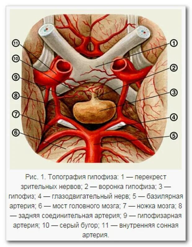 Базилярная артерия головного мозга. Хиазма анатомия топография. Базилярная артерия мозга и гипофиз. Перекрест зрительного нерва.