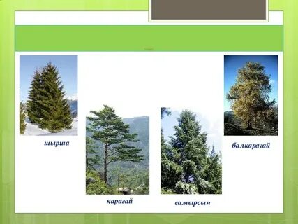 Қыз аяғын жайып, мысығын көрсетеді