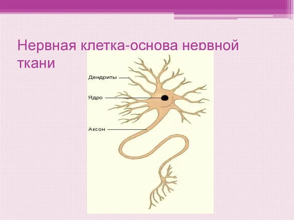 Картинки ХАРАКТЕРИСТИКА НЕРВНОЙ ТКАНИ ЧЕЛОВЕКА