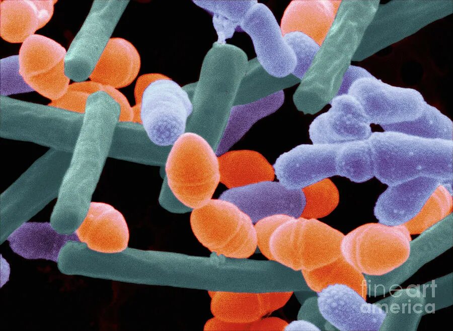 Болгарской палочки термофильного стрептококка. Bulgaricus. Lactobacillus – (молочнокислые палочки) -. Термофильные молочнокислые стрептококки. Молочнокислые бактерии болгарская палочка.