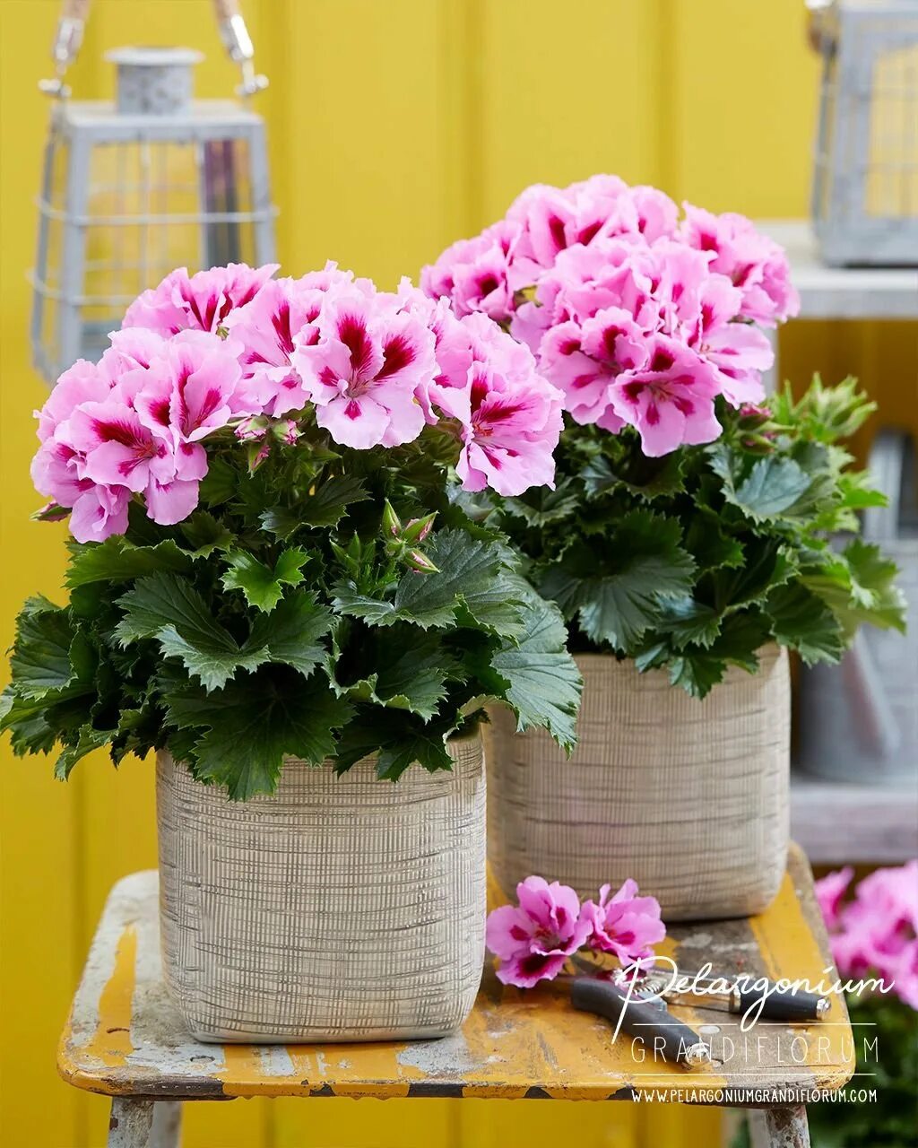 пеларгония в кашпо. пеларгония pac calais. герань hulverstone. герань чемпион ред. пеларгония overchurch.