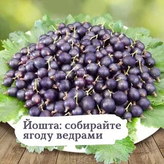 Чем полезна йошта