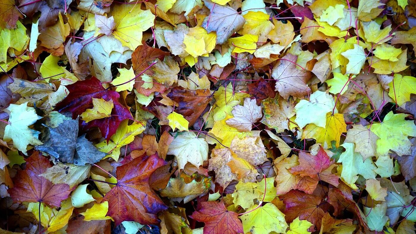 Листовой опад это. Кленовый опад. Разноцветные листья. Ворох листьев. Палая листва.