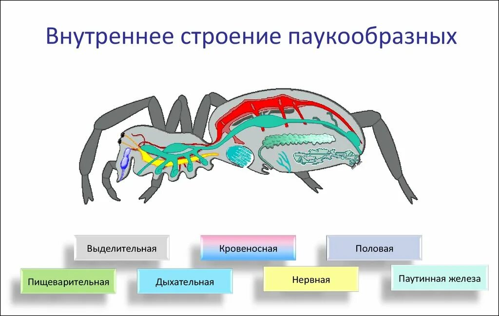 Биология внутреннее строение паукообразных. Пищеварительная система паукообразных 7 класс. строение паукообразных 7. строение паукообразных 7 класс биология. класс паукообразные 7 класс строение.