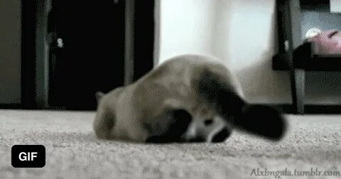 Кот трясет задними