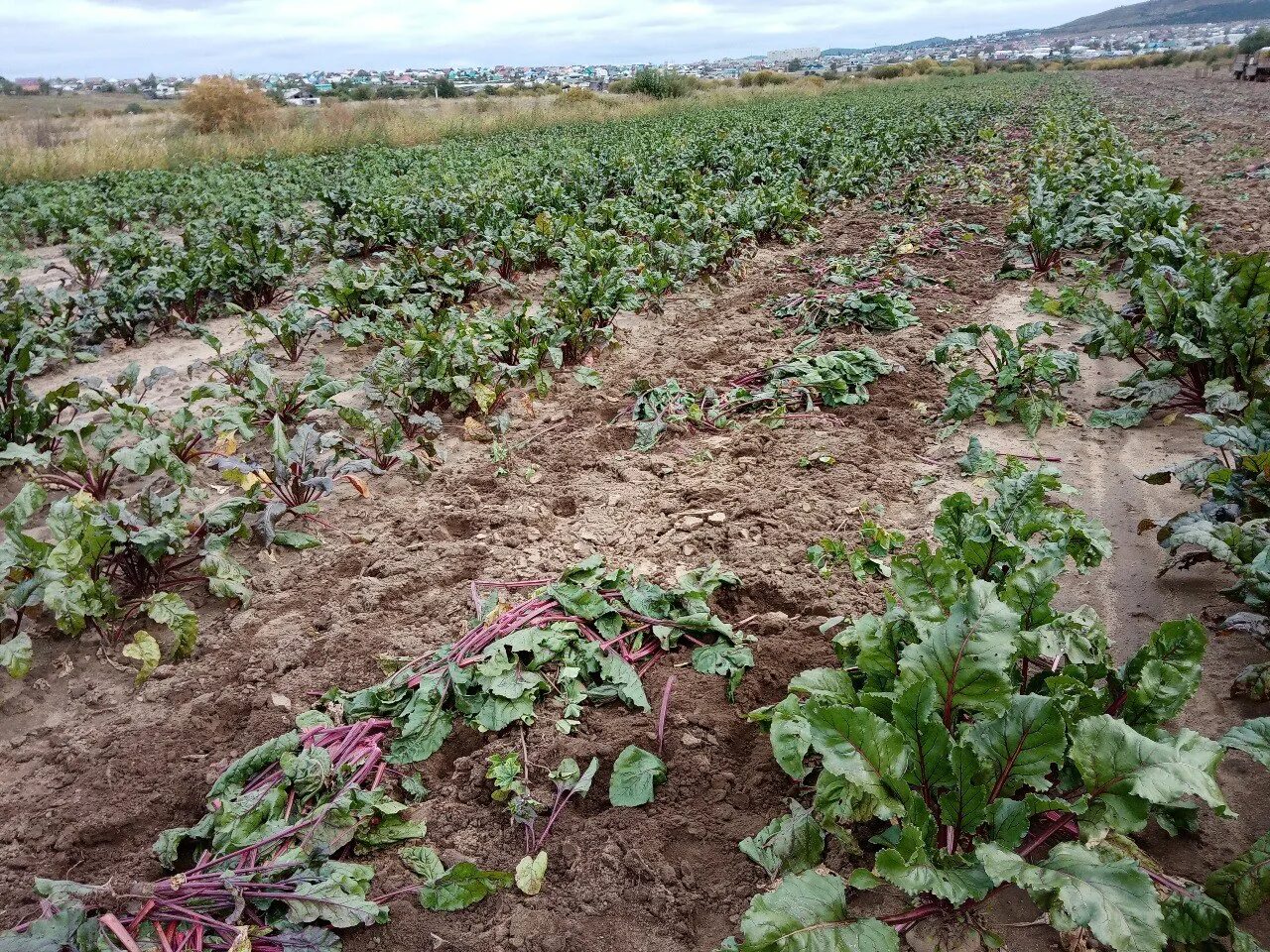 Забайкалье сельское хозяйство. Уборка овощей на полях. Урожай картофеля с гектара. Овощи Забайкалье.