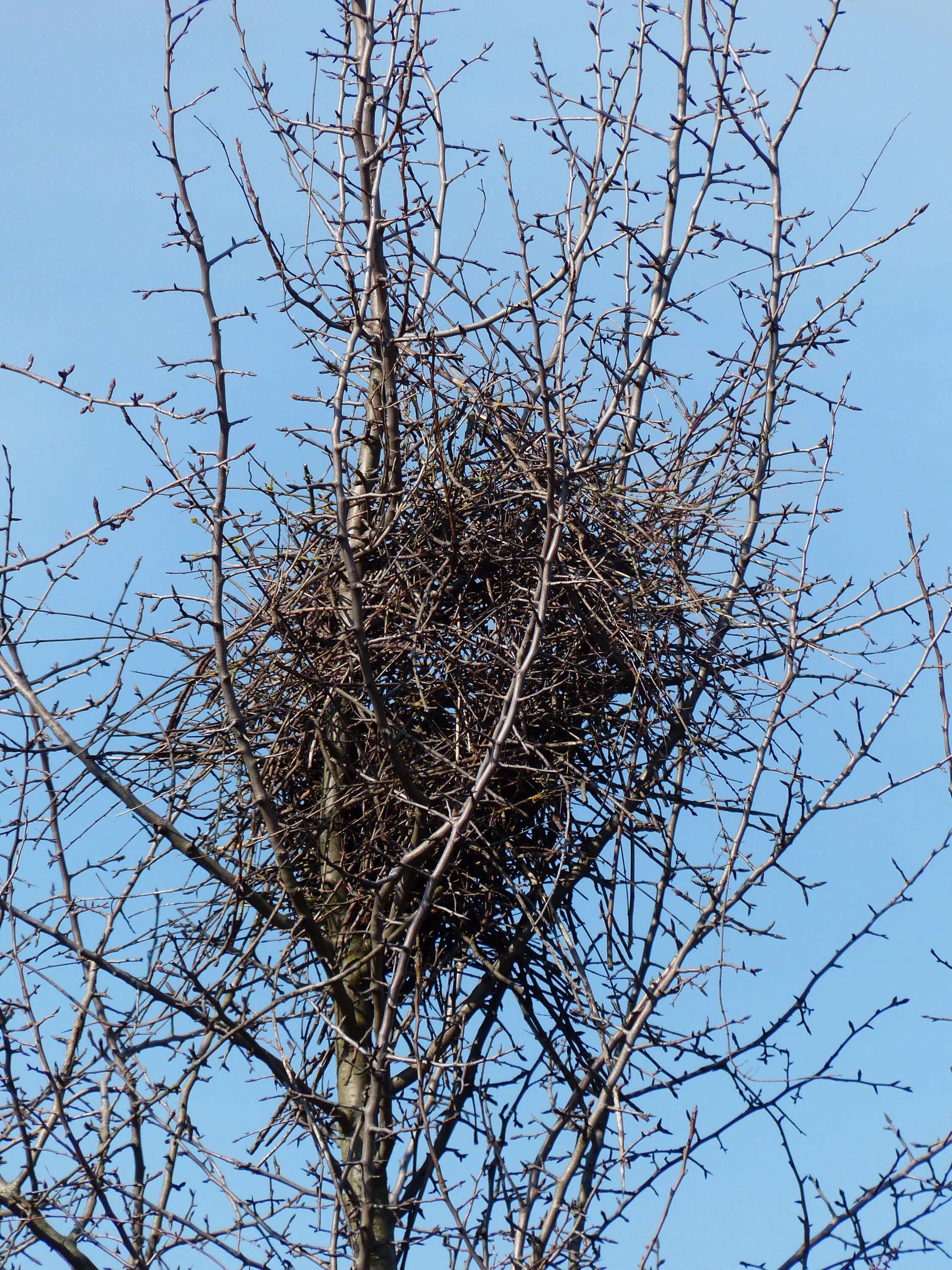 Птичьи гнезда на деревьях. Гнездо Грача. Грачата в гнезде. Сорока обыкновенная гнездо. Сорочиное гнездо.