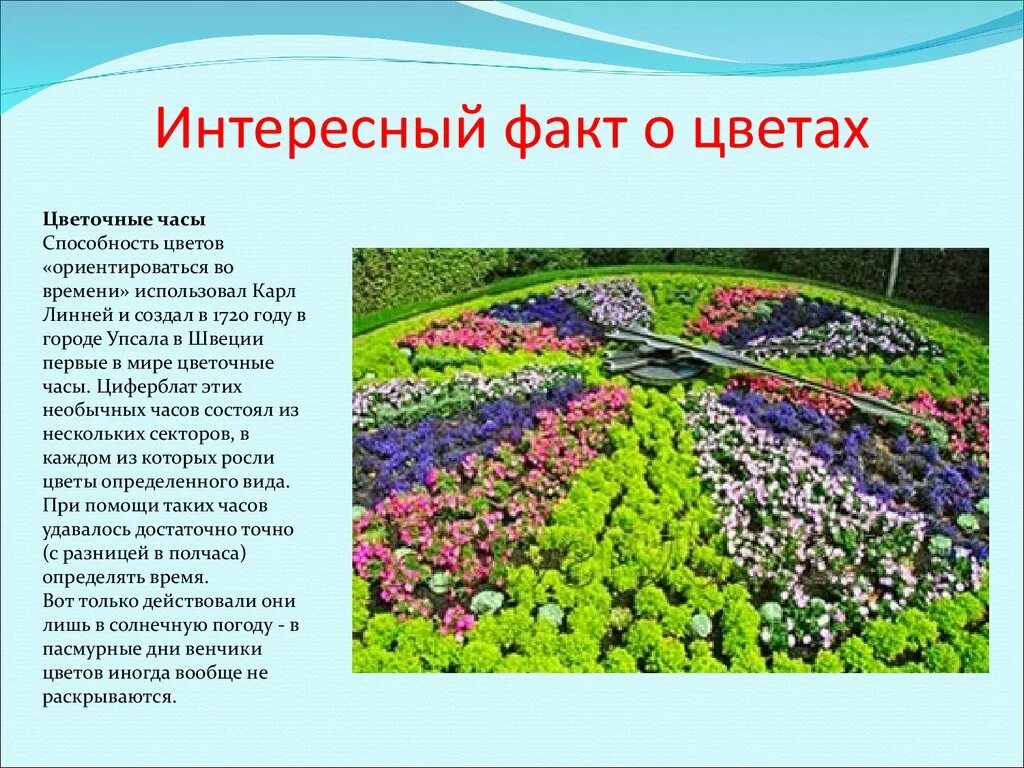Информация о цветах памяти. Интересные факты о цветах. Интересные факты о растениях. Интересные факты про цветы. Презентация на тему цветы.