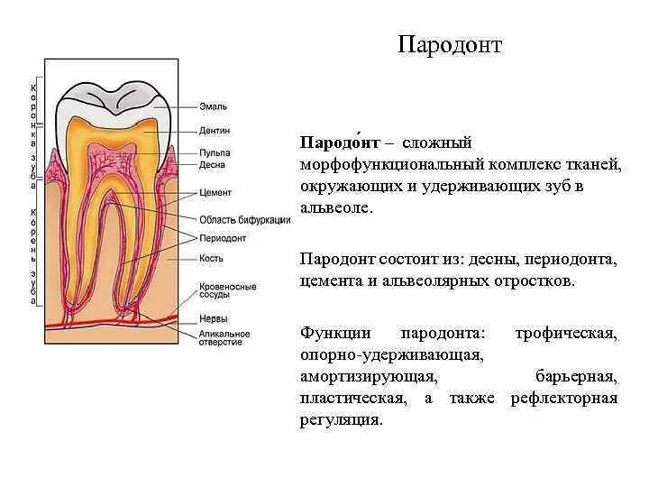 Функции тканей зубов. Ткани зуба периодонт строение. Периодонт строение анатомия гистология. Строение периодонта гистология. Строение тканей периодонта гистология.