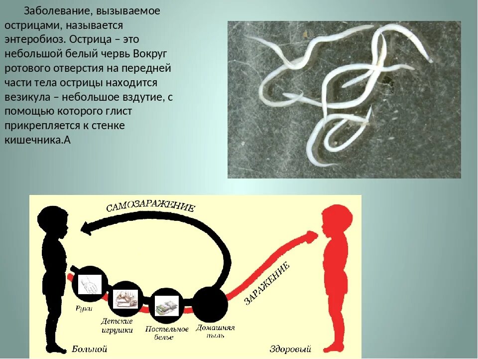 Острицы эффективное лечение. Острица вызывает заболевание. Причины заражения энтеробиозом острицы. Заражение острицами симптомы.