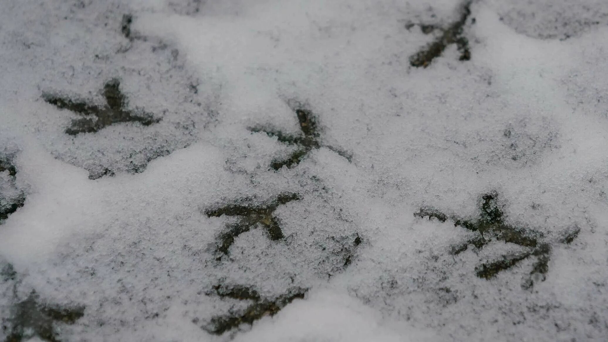 Зачем земле снег. Снег на земле. Припорошило снегом. Трава припорошенная снегом. Земля припорошенная снегом.