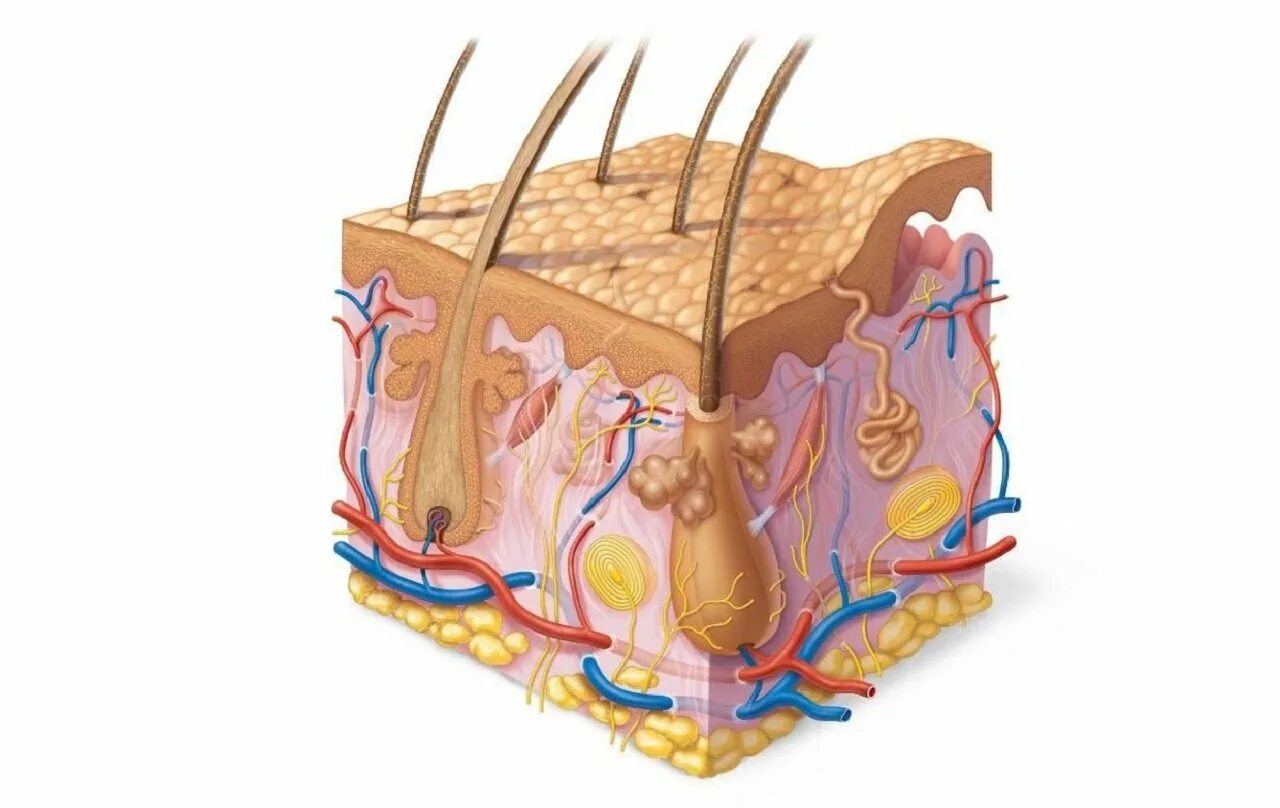 Эпидермис и дермис. Строение кожи головы эпидермис. Структура кожи человека.
