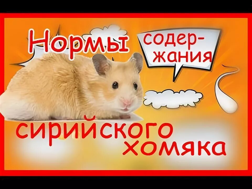 Можно сирийским хомякам болгарский перец. Новорожденные хомяки сирийские. Можно сирийским хомякам болгарский перец. Можно ли сирийским хомякам арбуз. Свинка перец.