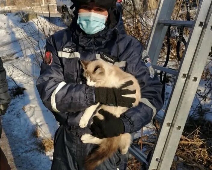 День спасения кошек. Международный день спасения кошки. Русские спасли кота. ПСС ур.