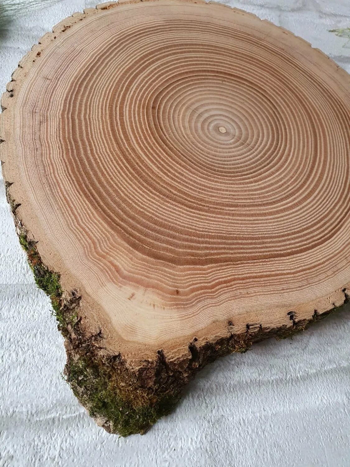 срез выглядит. карагач вяз спил. поперечный спил ствола пробкового дуба. микропрепарат поперечного среза кактуса. ясень заболонь.