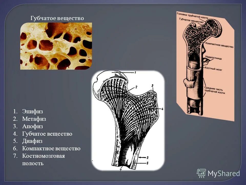 Строение кости апофиз. Эпифиз метаэпифиз. Метафиз плечевой кости анатомия. Эпифиз диафиз метафиз апофиз. Кость строение метафиз.