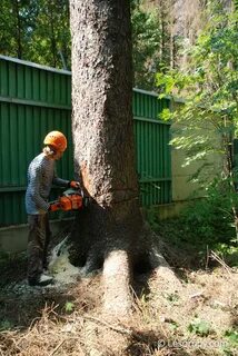 Спилить дерево на участке по частям