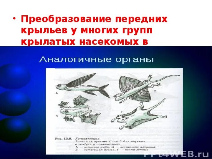 Дивергенция конвергенция параллелизм. Параллелизм биология. Примеры конвергенции у насекомых. Конвергенция и дивергенция в биологии.