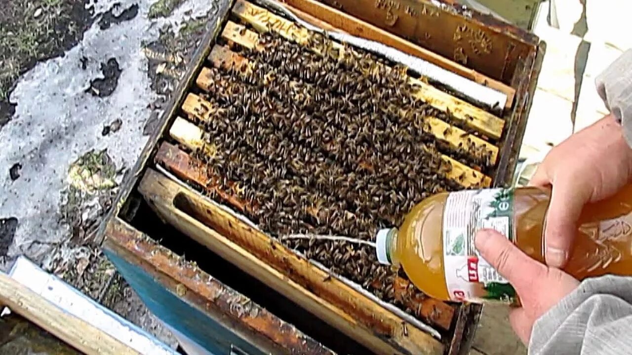 Весенняя подкормка пчел сиропом. Пчелы в улье. Улей для пчел. Пчелы зимой. Улей на пасеке.