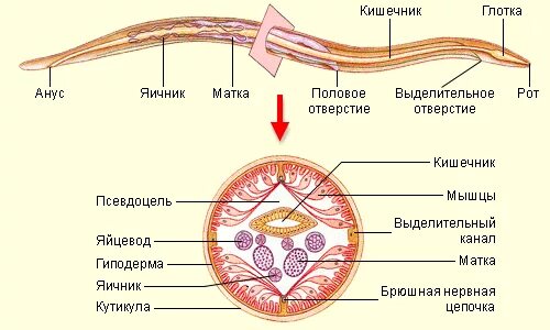 Черви покрыты кутикулой. Строение круглых червей 7 класс биология. Тип круглые черви строение. Червь аскарида строение. Тип круглые черви стро.