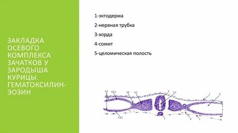Комплекс осевых структур