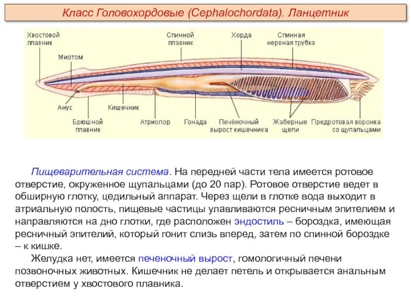 Головохордовые пищеварительная система. Бесчерепные строение система. Бесчерепные строение ланцетника. Нервная система ланцетника. Класс рыбы ланцетники