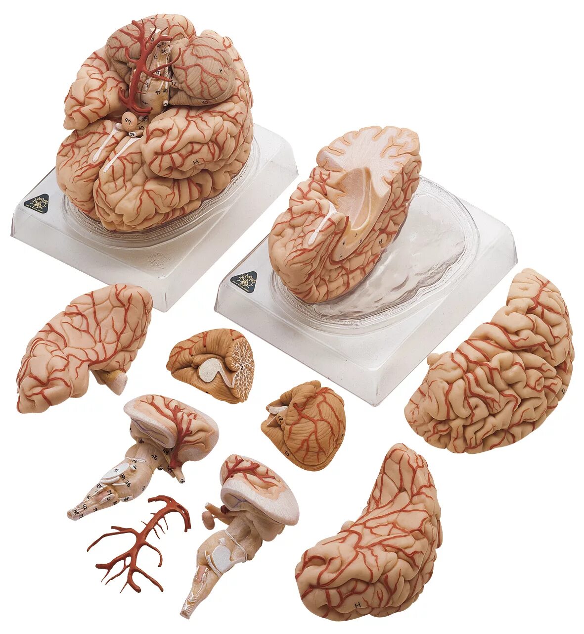 Brain 106. Анатомическая модель головного мозга. Муляж мозга. Человеческий мозг в разрезе.