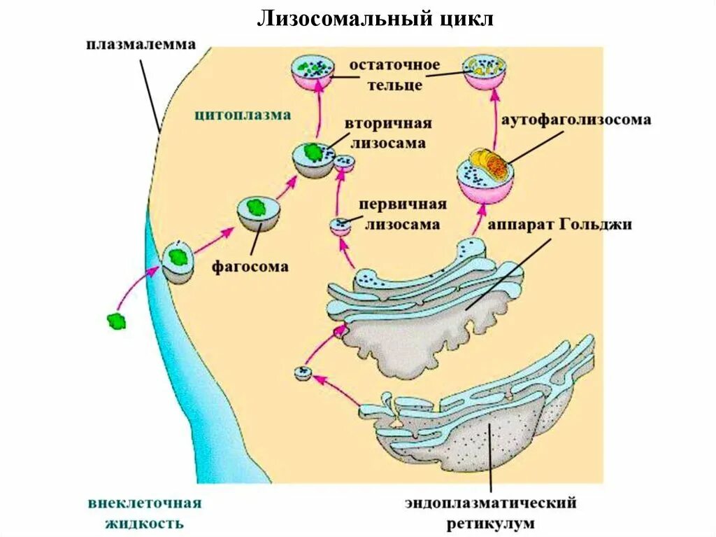 Гольджи ферменты. Схема образования лизосом. Схема образования первичной лизосомы. Аппарат Гольджи формирование лизосом. Структура первичных лизосом.