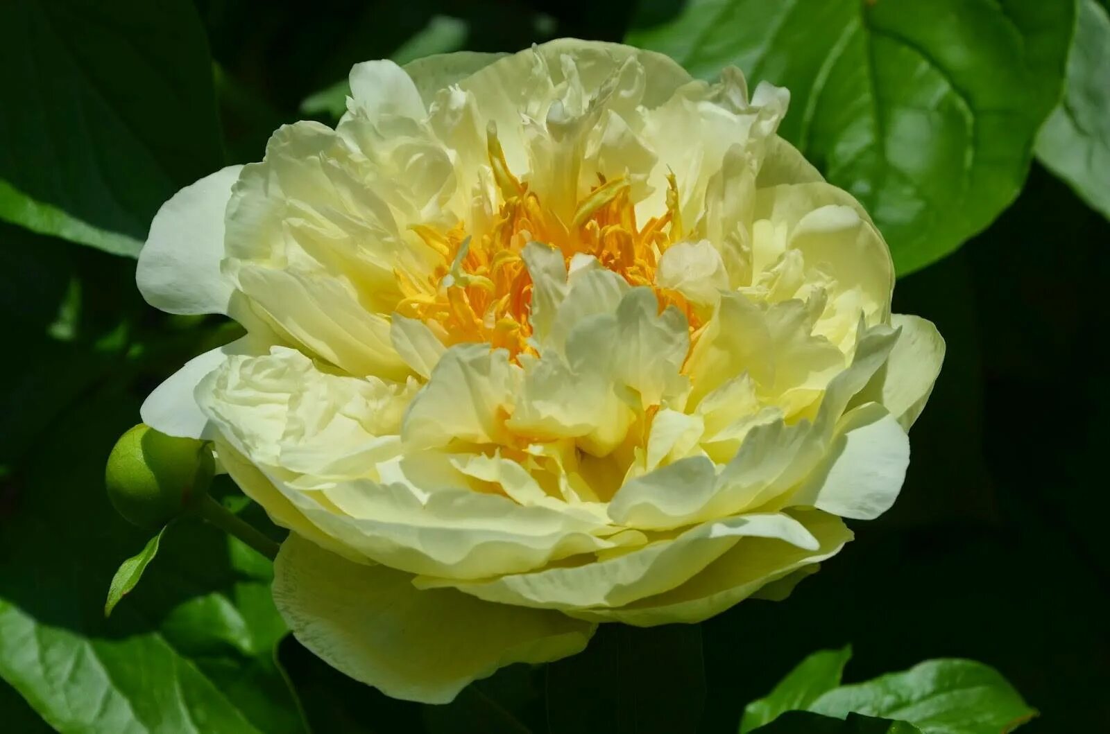 Пион лимон парфе. Пион lemon chiffon (лемон шиффон) гибридный. Пион шифон клаудс. Пион paeonia ‘lemon chiffon’. Пион молочноцветковый лемон шифон.