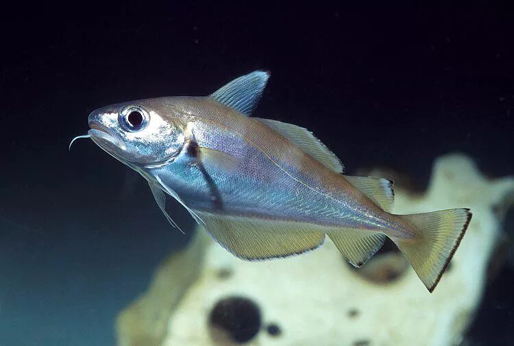 Отряд тресковые рыбы представители. Трескообразные. Особенности строения тресковых рыб. Промысловые рыбы. Рыба семейства тресковых морская.