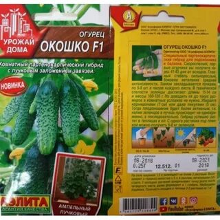 Огурец окошко f1 отзывы