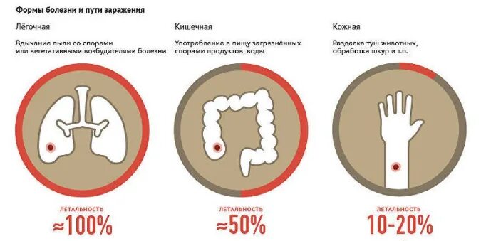 Путь заражения кожной формы сибирской язвы. Стадии кожной формы сибирской язвы. Профилактика сибирской язвы памятка. Профилактика заболевания сибирской язвы. Сиб язва