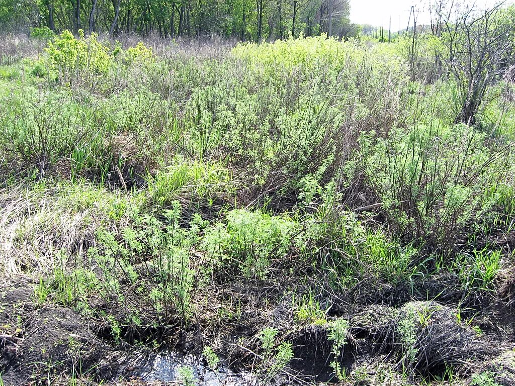 Полынь крымская (artemisia taurica). Полынья заросли. Заросший полынью. Полынь дагестанская. Заросший полынью.