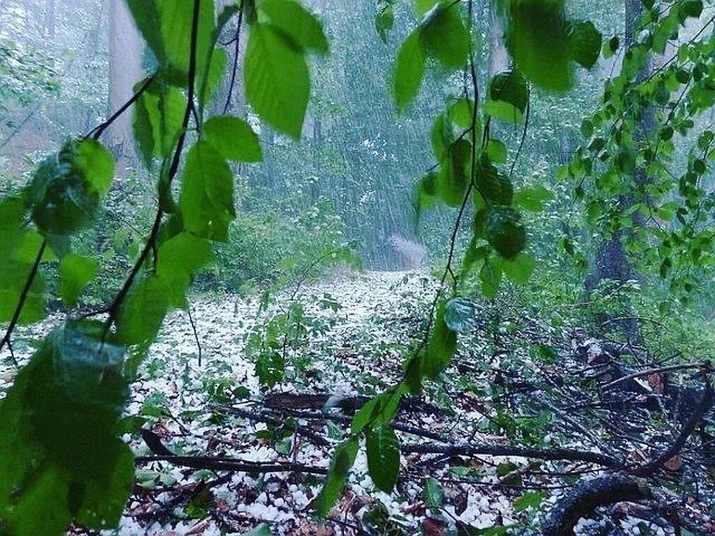 Для чего летом после дождей или