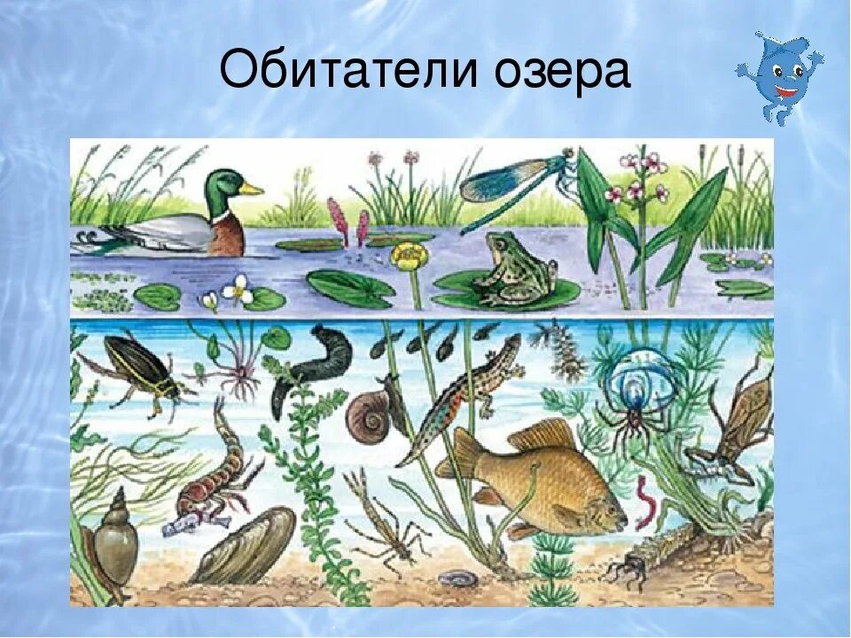 Природные сообщества видео 5 класс. Обитатели водоемов. Животный мир водоемов для детей. Обитатели пресных водоемов. Экосистема водоема для дошкольников.