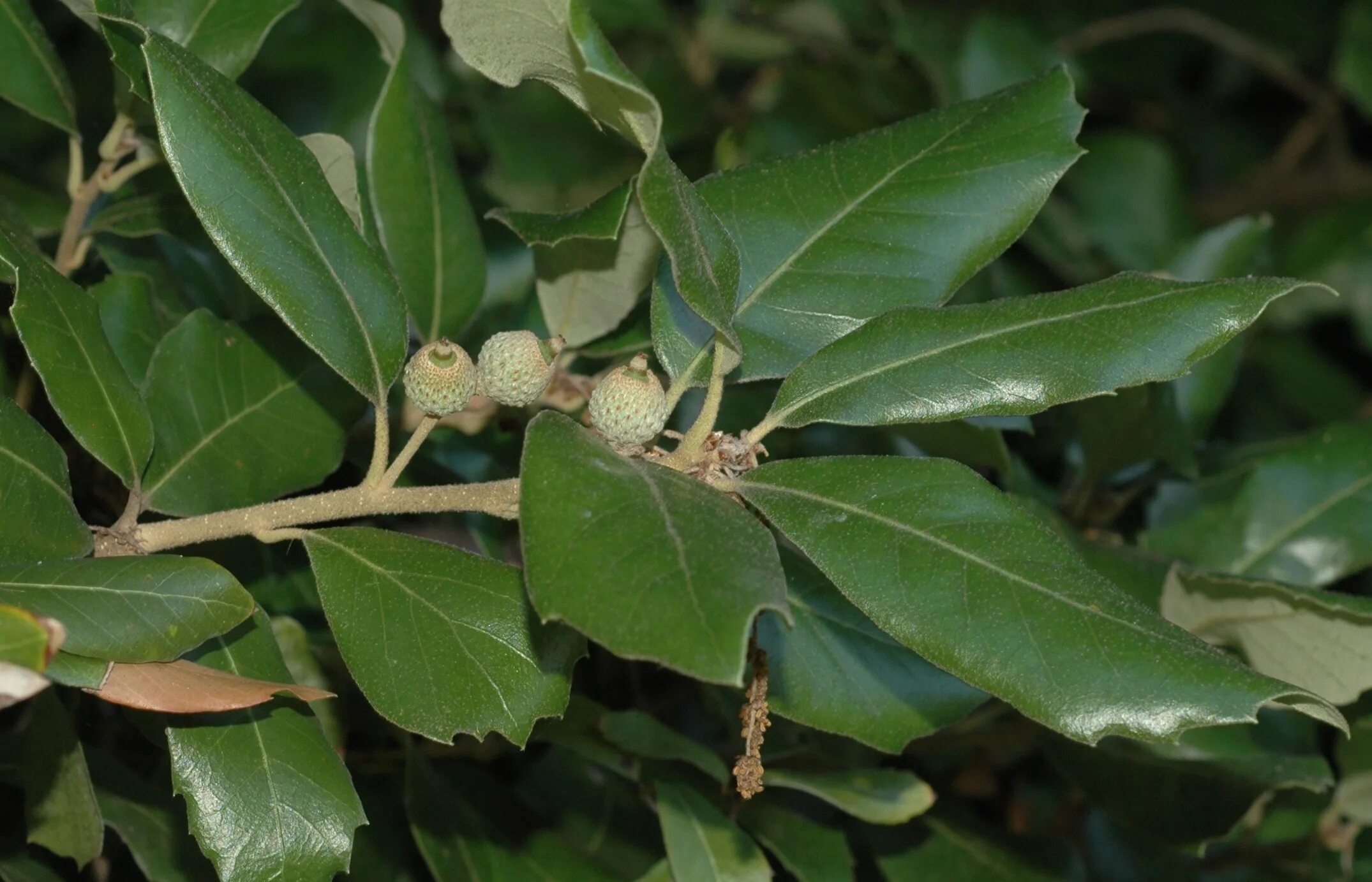 Семейство вечнозеленых. Дуб каменный Quercus Ilex. Вечнозеленый дуб каменный Quercus Ilex. Дуб каменный (Quercus Ilex l.). Дуб кермесовый.