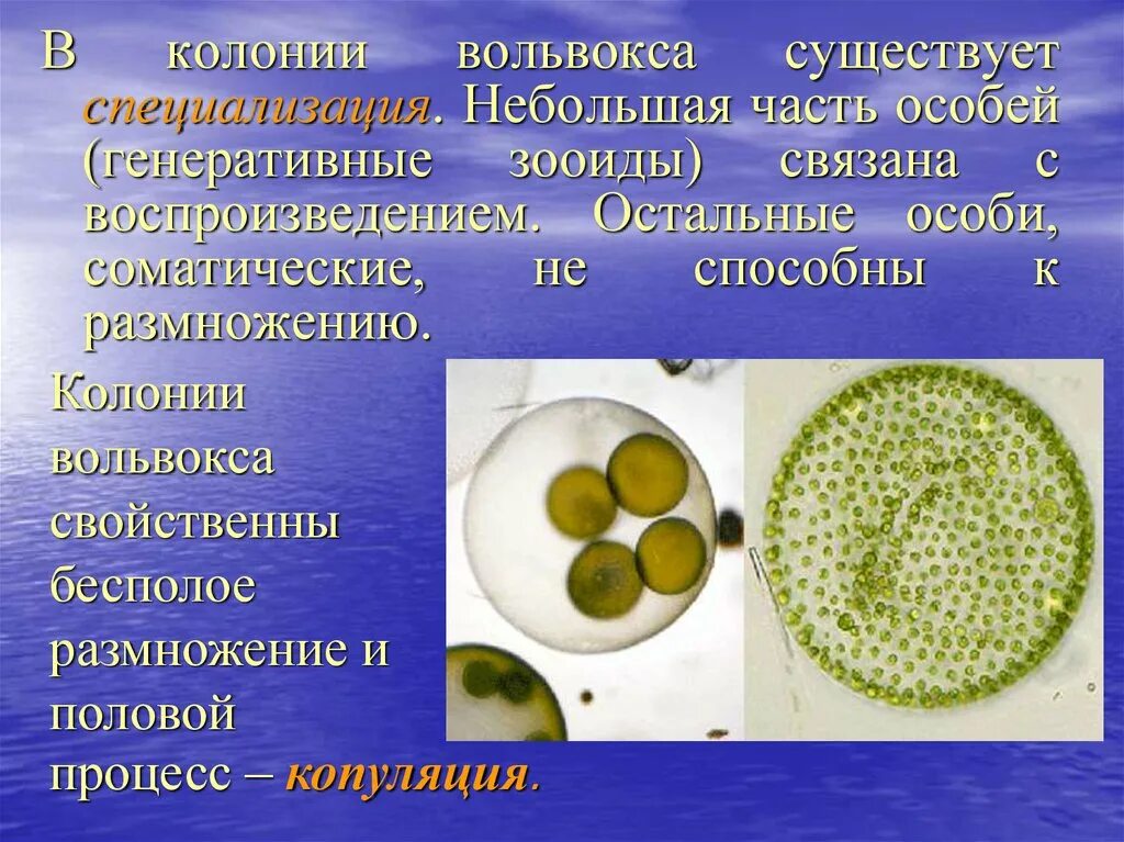 Жизненный цикл вольвокса схема. Колонии вольвокса размножение. Вольвокс Подцарство. Бесполое размножение вольвокса.