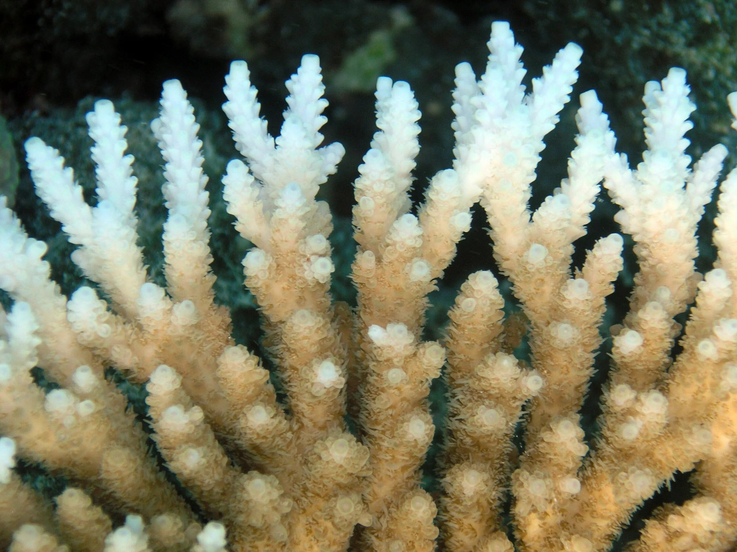 Гребешки водоросли. Кораллы. Ядовитые кораллы. Коралловые гребешки. Морские гребешки водоросли.