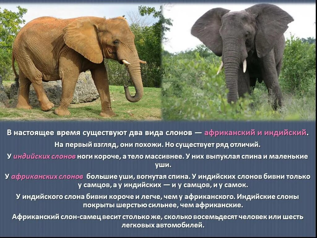 Где стоят слоны. Африканский и индийский слон. Факты про африканских слонов. Интересные факты о слонах. Интересные факты о африканских слонах.