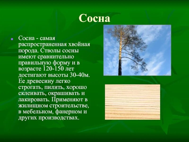 Характеристика сосны. Сосна характеристика дерева. Описание древесины сосны. Лиственные породы древесины.