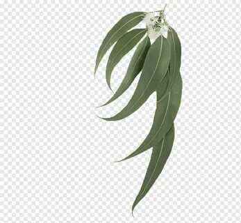 Other leaf