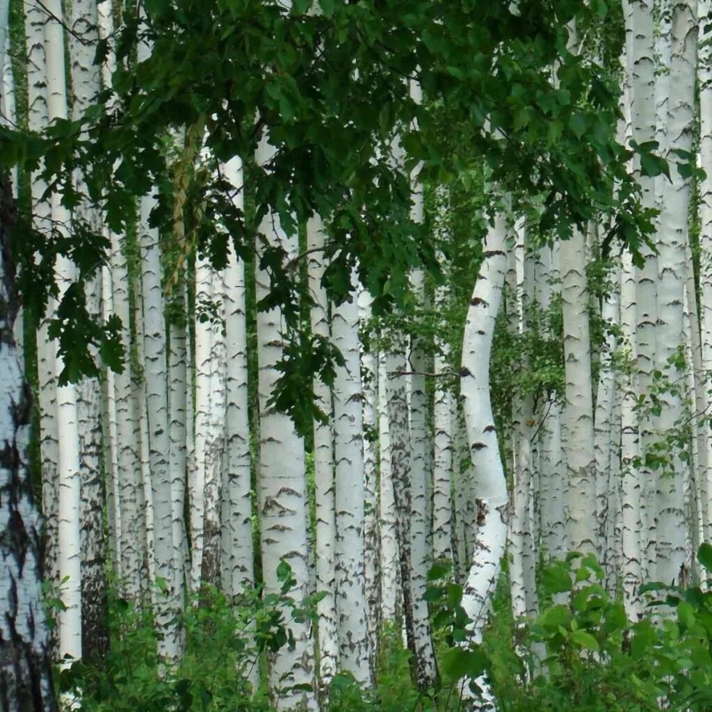 Багульник березовый. Цвет лдсп береза. Костюм берёзка военный взрослый. Костюм березка 134-140. Береза высокая.