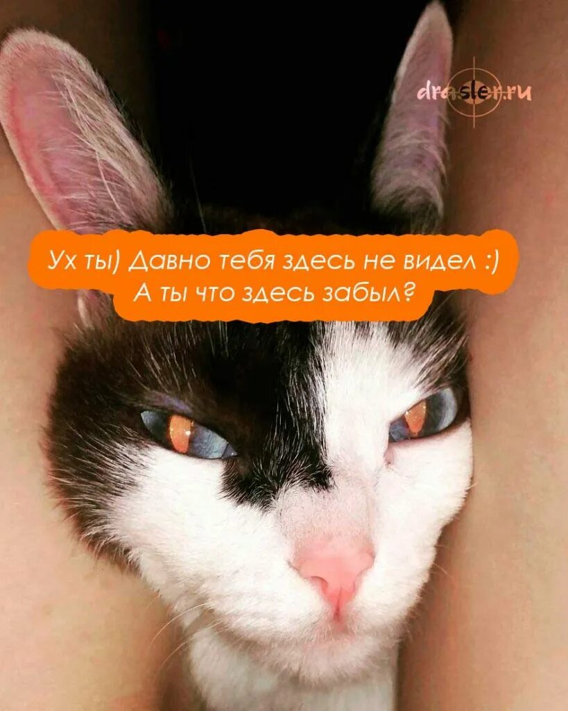 Тут вижу тут не вижу