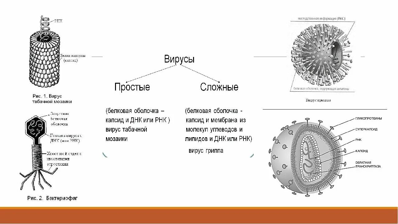 Каково строение вируса кратко. Строение сложного вируса вирусов. Строение простых и сложных вирусов. Строение вируса 10 класс биология схема. Строение вирусов простые сложные и сложные.