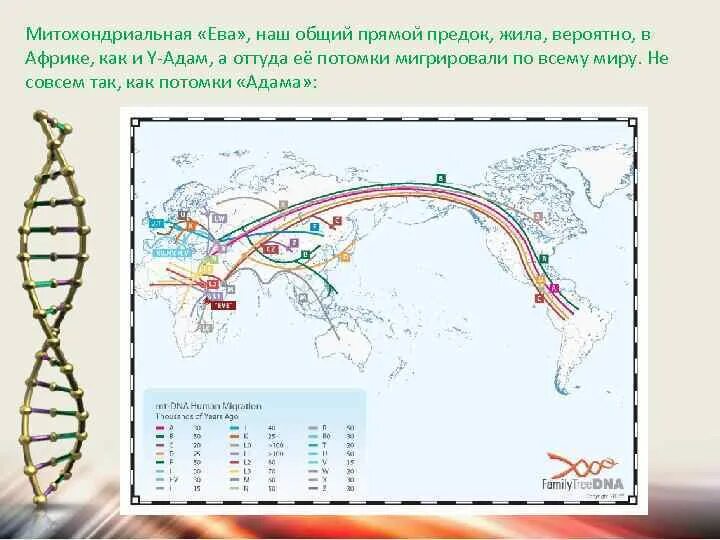 Определение последовательности митохондриальной днк неандертальца. Митохондриальная днк карта. гипотеза митохондриальной евы.