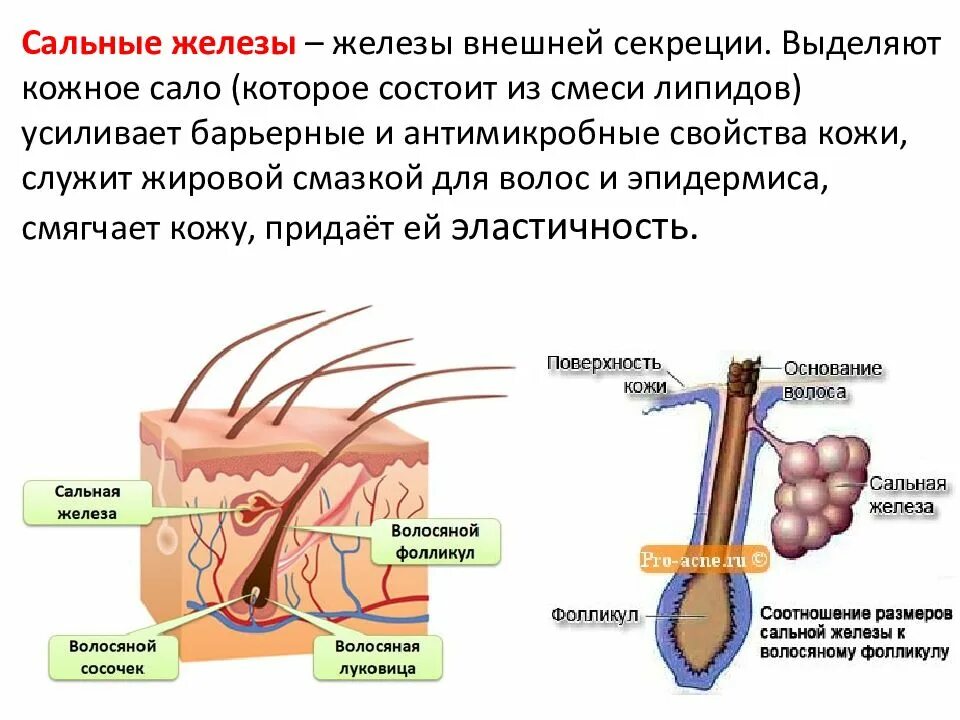 Какую функцию выполняют потовые и сальные железы. Сальные железы кожи человека. Строение сальной железы человека.