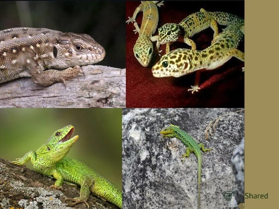 класс пресмыкающиеся. пресмыкающиеся 7 класс биология. появление позвоночных животных. приспособления рептилий. пресмыкающиеся настоящие наземные позвоночные с.